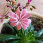 Lewisia cotyledon Květ