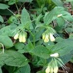 Symphytum tuberosum Flower