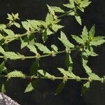 Thelypteris palustris Flower