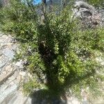 Quercus chrysolepis Yeri