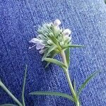 Thymus atticus Flower