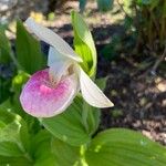 Cypripedium reginae Blüte