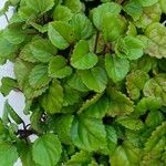 Plectranthus verticillatusHostoa