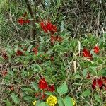 Erythrina crista-galli Tervik taim