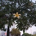 Ceiba insignis Λουλούδι