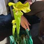 Sarracenia flava Blomst