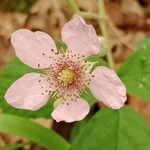 Rubus adscitus Blomma