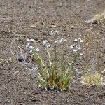 Cynoglossum borbonicum Habitatea