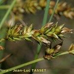 Carex pairae Flor