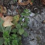 Clinopodium menthifolium Flower