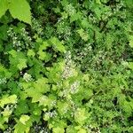 Tiarella trifoliata Листок