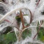 Epilobium angustifoliumFrucht