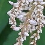 Koenigia polystachya ফুল