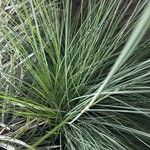 Festuca glaucaഇല