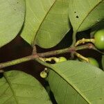 Lacmellea panamensis Листок