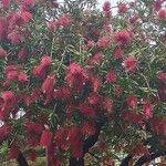 Melaleuca rugulosaFleur