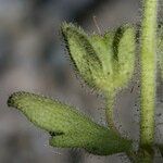 Veronica praecox Fruit