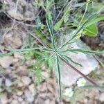 Geranium tuberosum Fuelha