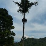 Areca catechu Fuelha