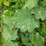 Alchemilla xanthochlora Лист