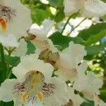 Catalpa bignonioides Цвят