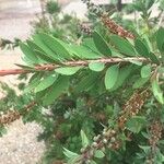 Callistemon citrinus Folio