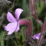 Campylanthus salsoloides Flower