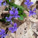 Viola reichenbachianaFlower