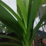 Neomarica gracilis List