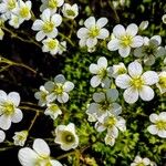 Saxifraga hypnoides Květ