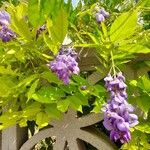 Wisteria frutescens Altres