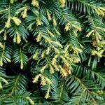 Taxus brevifolia List