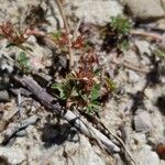 Trifolium scabrum Fuelha