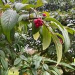 Cotoneaster frigidus Folha