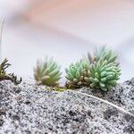 Sedum sediforme Leaf