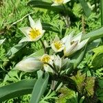 Tulipa turkestanica Hábito