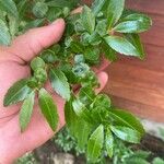 Azara lanceolata Blatt