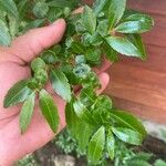 Azara lanceolata Leaf