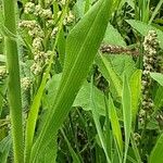 Panicum miliaceum Fulla