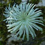 Saxifraga longifolia Leaf