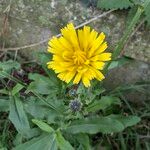 Picris hieracioides Flower