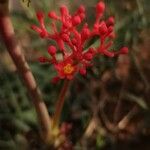 Jatropha podagricaFlor