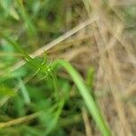 Pyrrhopappus carolinianus Leaf