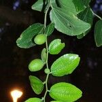 Ziziphus jujuba Blatt