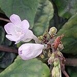 Tetranema roseum Кветка