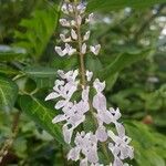 Plectranthus verticillatusFlower