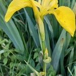 Iris pseudacorus Flors