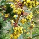Berberis julianae Blüte