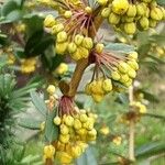 Berberis julianae Flower