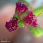 Boerhavia diffusa Flower